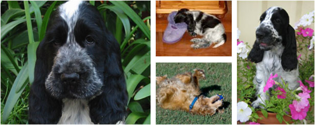 Cocker SPaniels